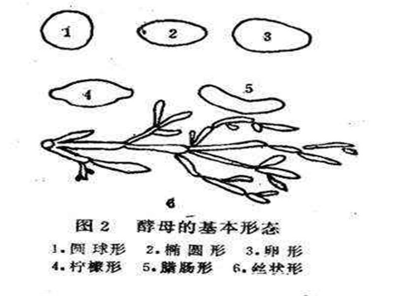 养殖场刮起“健康风”——长春市发展“双健康”养殖经济的调查